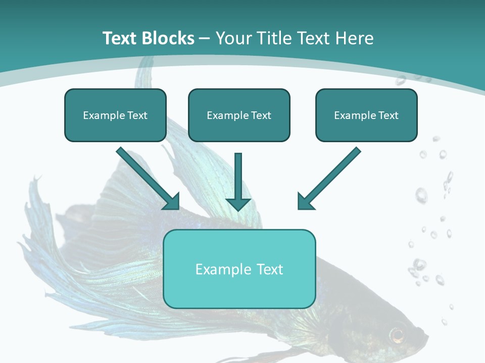 Shot Of A Blue Siamese Fighting Fish Under Water In Front Of A White Background PowerPoint Template