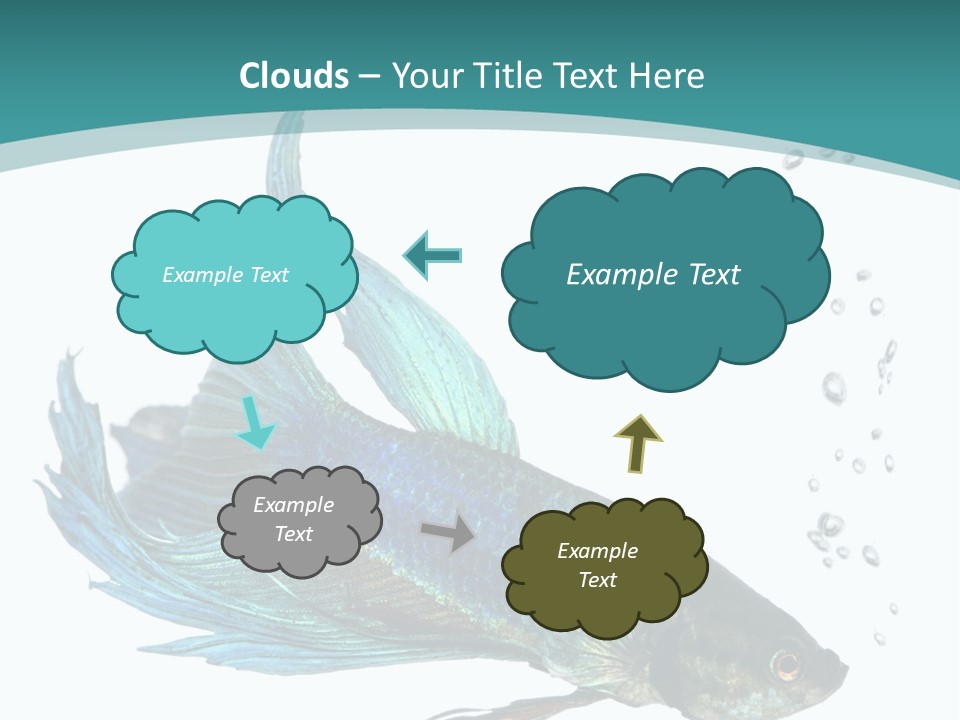 Shot Of A Blue Siamese Fighting Fish Under Water In Front Of A White Background PowerPoint Template