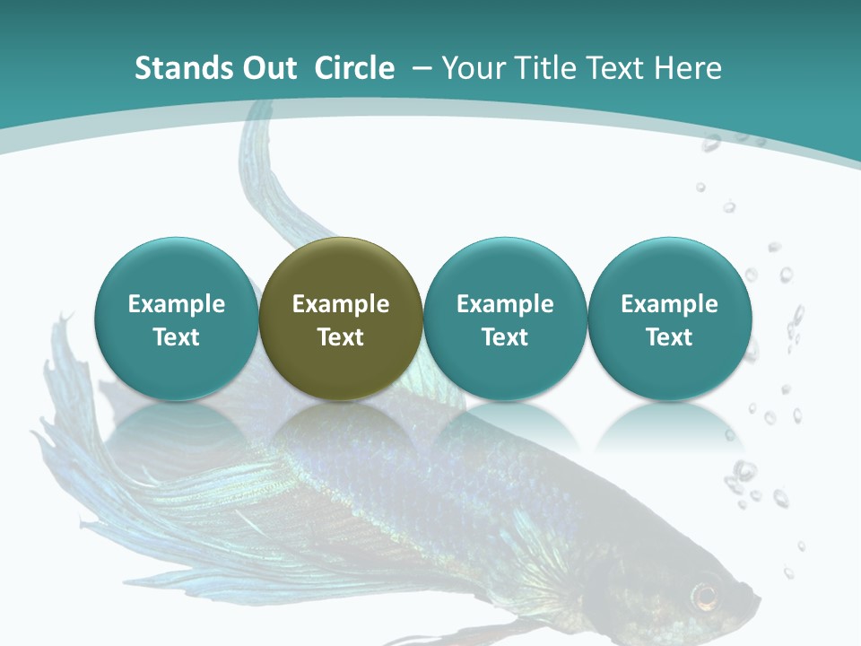 Shot Of A Blue Siamese Fighting Fish Under Water In Front Of A White Background PowerPoint Template