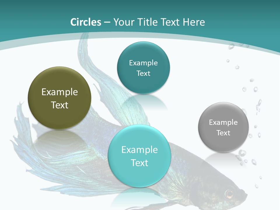 Shot Of A Blue Siamese Fighting Fish Under Water In Front Of A White Background PowerPoint Template