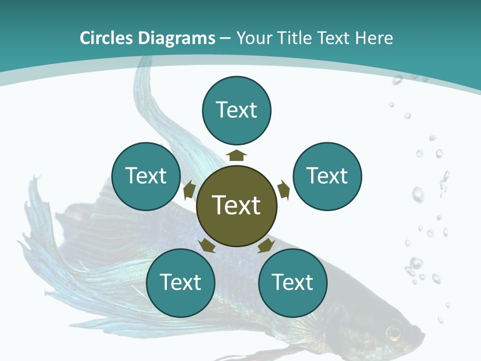 Shot Of A Blue Siamese Fighting Fish Under Water In Front Of A White Background PowerPoint Template