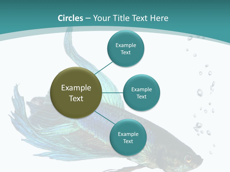 Shot Of A Blue Siamese Fighting Fish Under Water In Front Of A White Background PowerPoint Template