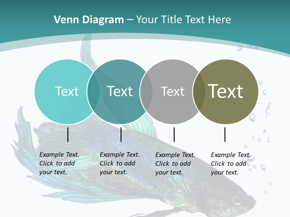 Shot Of A Blue Siamese Fighting Fish Under Water In Front Of A White Background PowerPoint Template