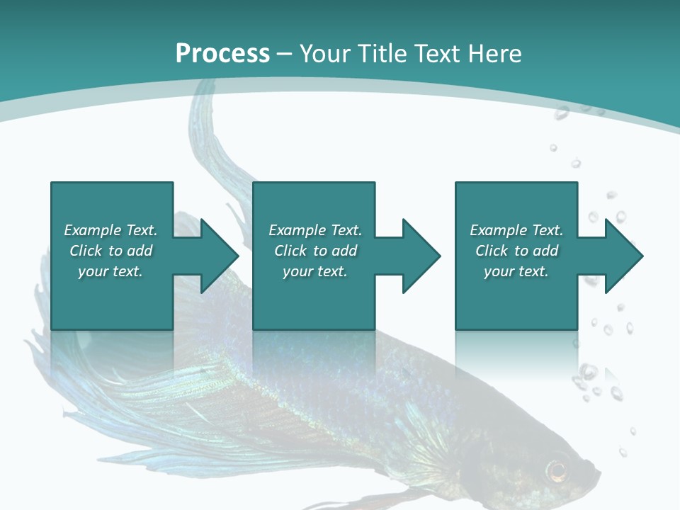 Shot Of A Blue Siamese Fighting Fish Under Water In Front Of A White Background PowerPoint Template