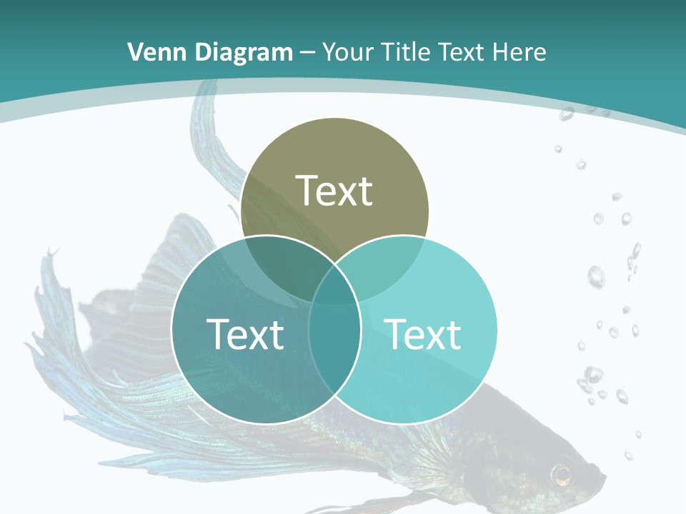 Shot Of A Blue Siamese Fighting Fish Under Water In Front Of A White Background PowerPoint Template