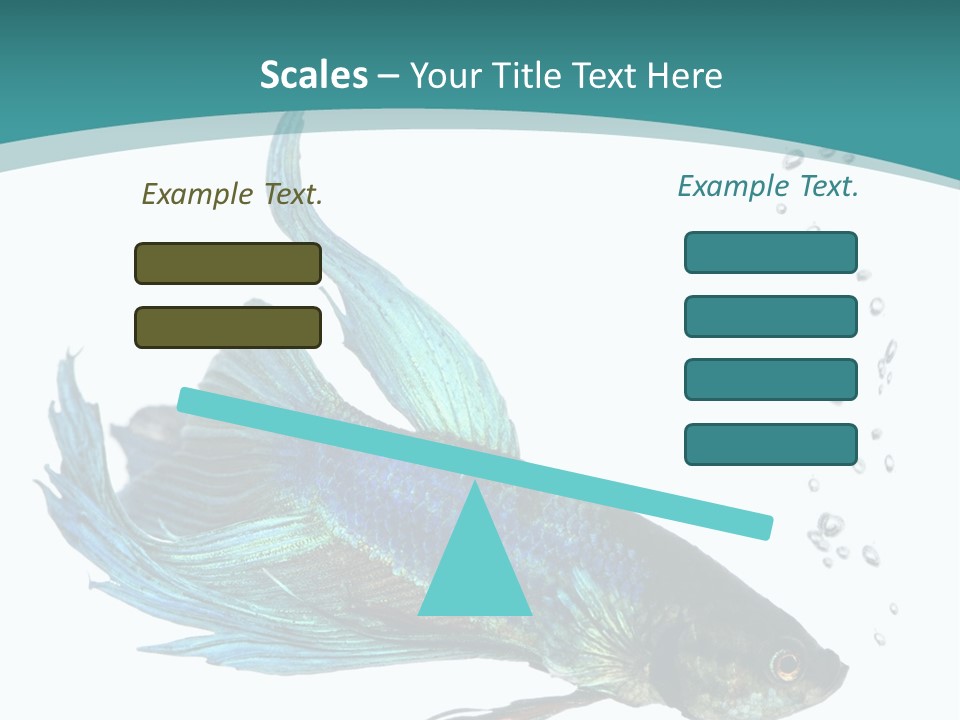 Shot Of A Blue Siamese Fighting Fish Under Water In Front Of A White Background PowerPoint Template