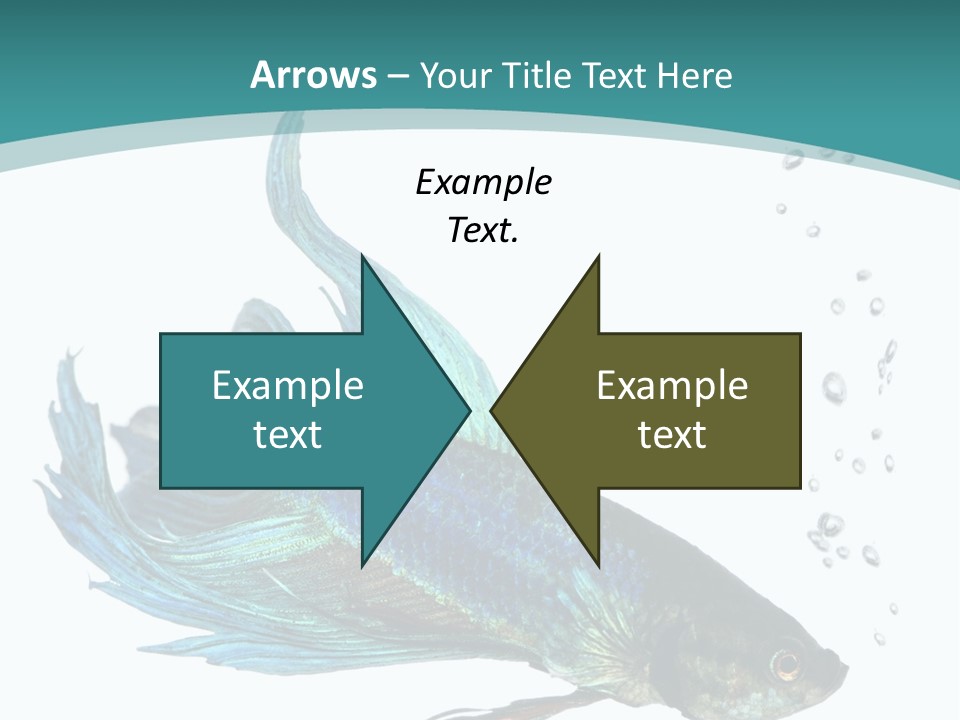 Shot Of A Blue Siamese Fighting Fish Under Water In Front Of A White Background PowerPoint Template