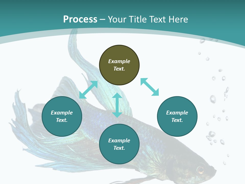 Shot Of A Blue Siamese Fighting Fish Under Water In Front Of A White Background PowerPoint Template