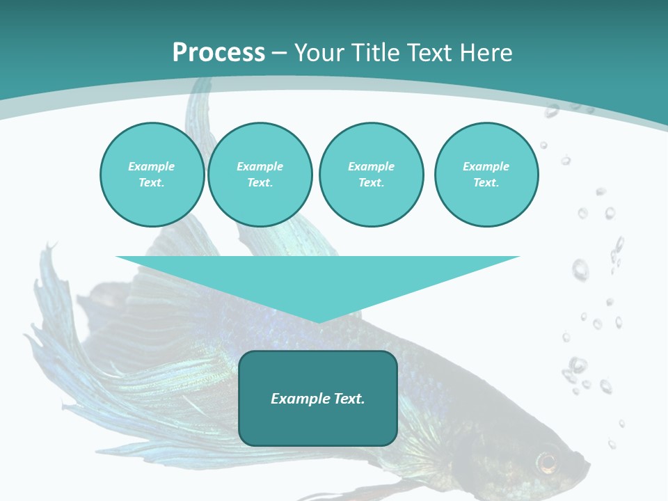 Shot Of A Blue Siamese Fighting Fish Under Water In Front Of A White Background PowerPoint Template