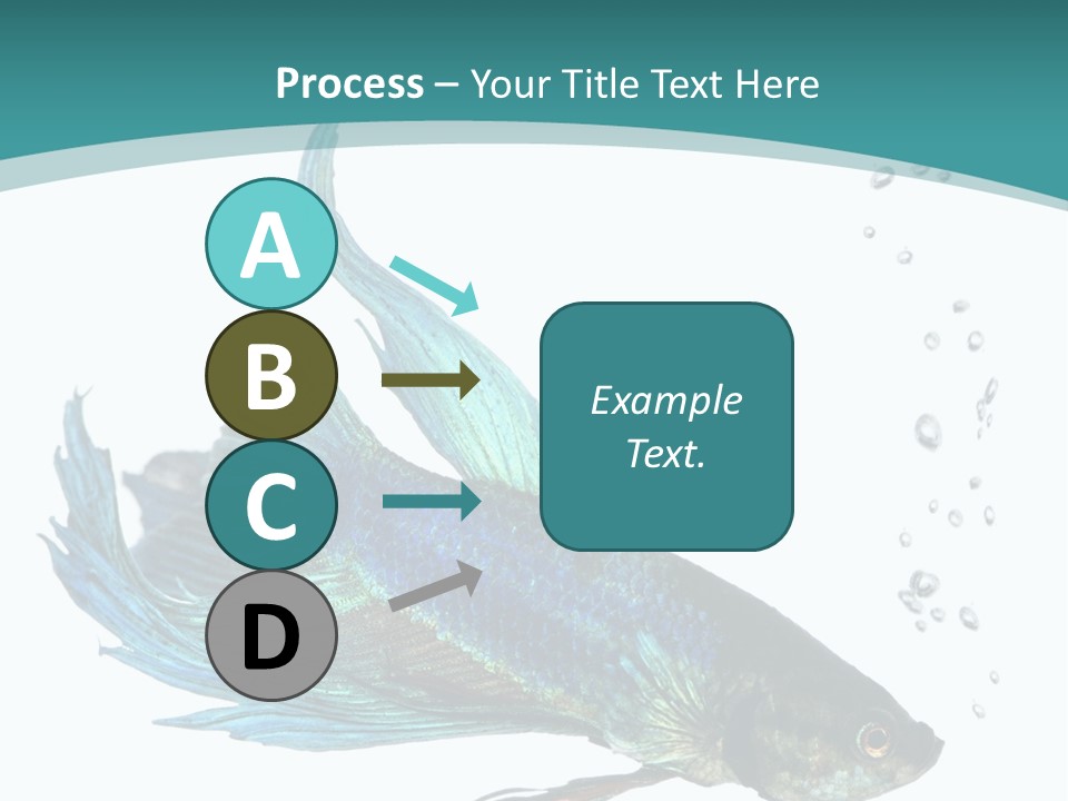 Shot Of A Blue Siamese Fighting Fish Under Water In Front Of A White Background PowerPoint Template