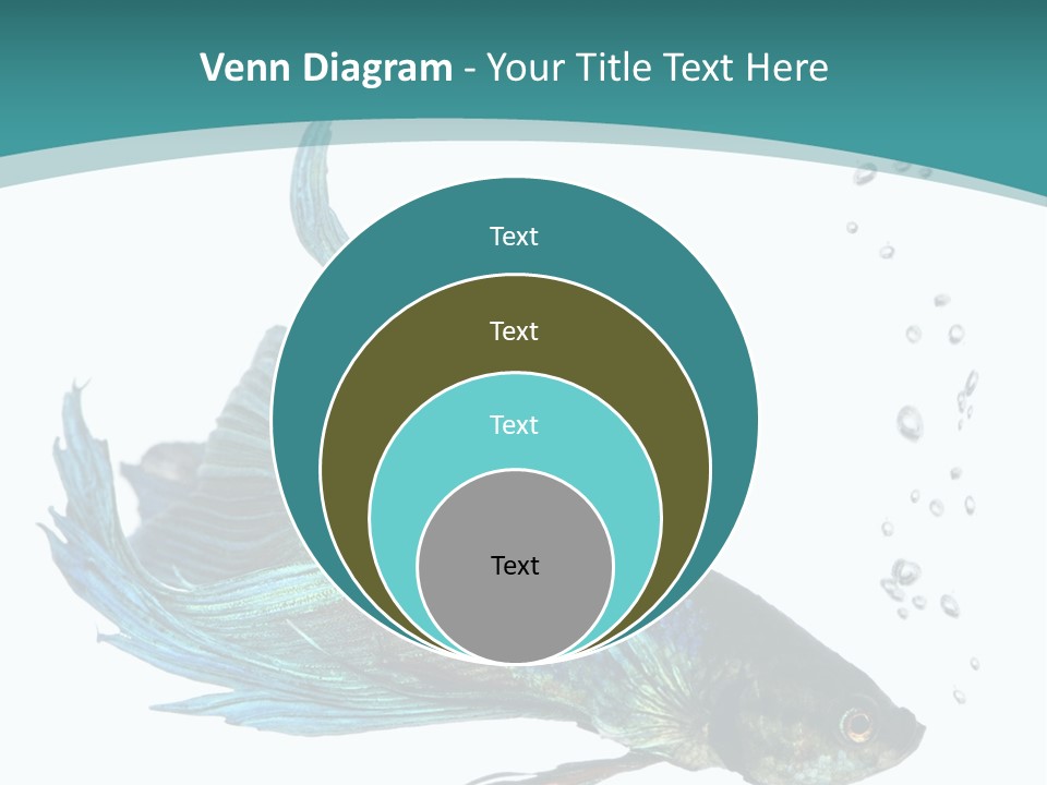 Shot Of A Blue Siamese Fighting Fish Under Water In Front Of A White Background PowerPoint Template