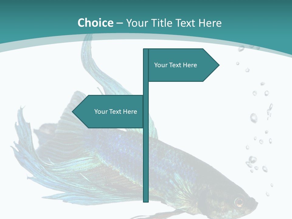 Shot Of A Blue Siamese Fighting Fish Under Water In Front Of A White Background PowerPoint Template