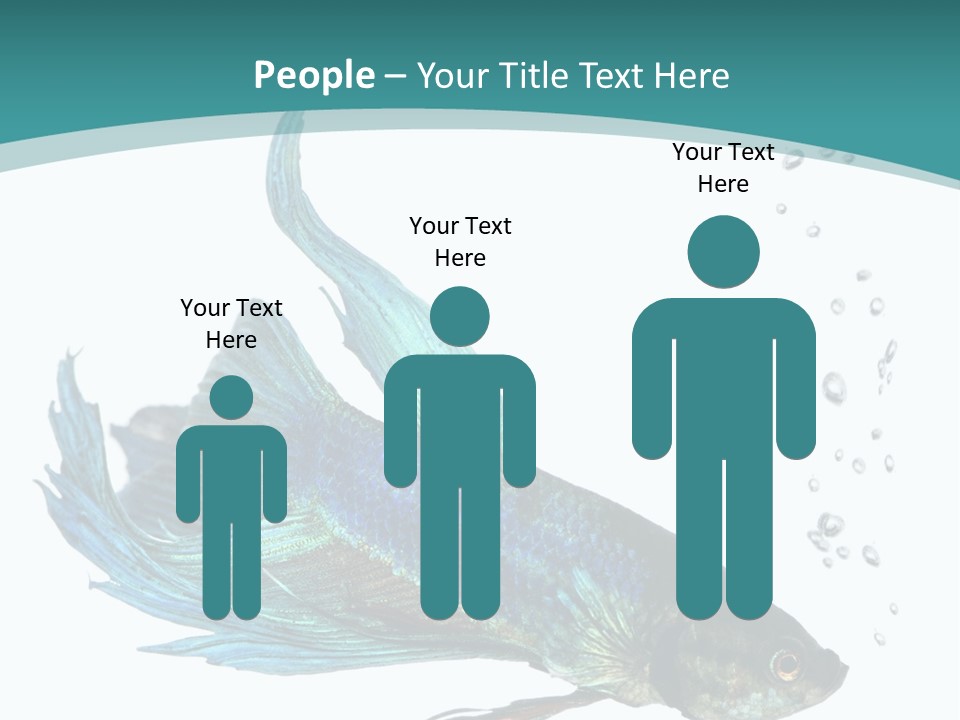 Shot Of A Blue Siamese Fighting Fish Under Water In Front Of A White Background PowerPoint Template