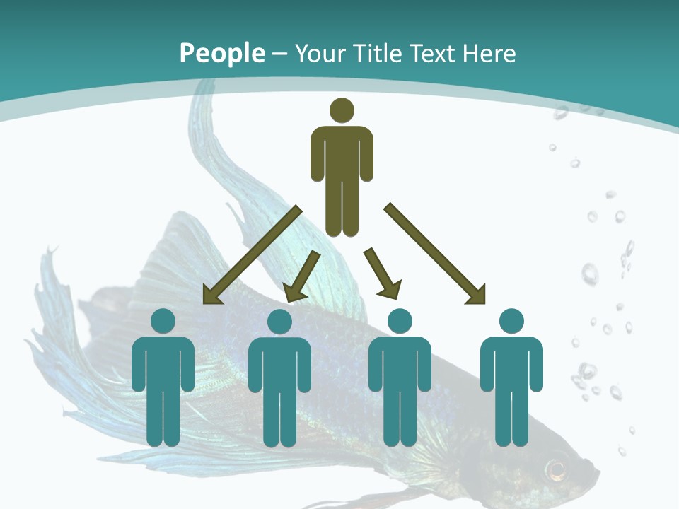 Shot Of A Blue Siamese Fighting Fish Under Water In Front Of A White Background PowerPoint Template