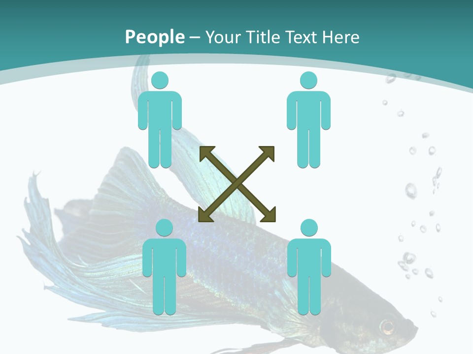 Shot Of A Blue Siamese Fighting Fish Under Water In Front Of A White Background PowerPoint Template