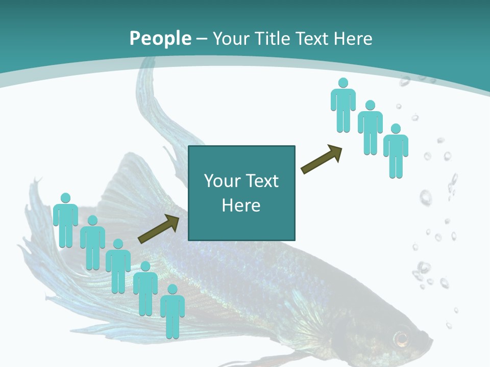 Shot Of A Blue Siamese Fighting Fish Under Water In Front Of A White Background PowerPoint Template