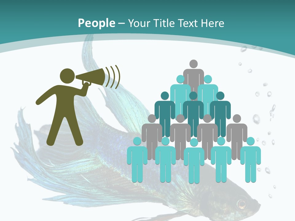 Shot Of A Blue Siamese Fighting Fish Under Water In Front Of A White Background PowerPoint Template