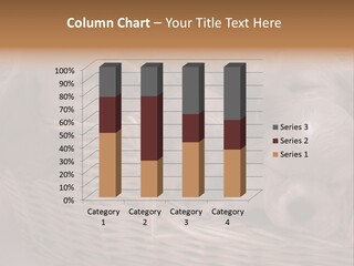 Litter Of American Cocker Spaniel Puppies PowerPoint Template