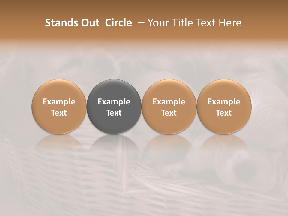 Litter Of American Cocker Spaniel Puppies PowerPoint Template