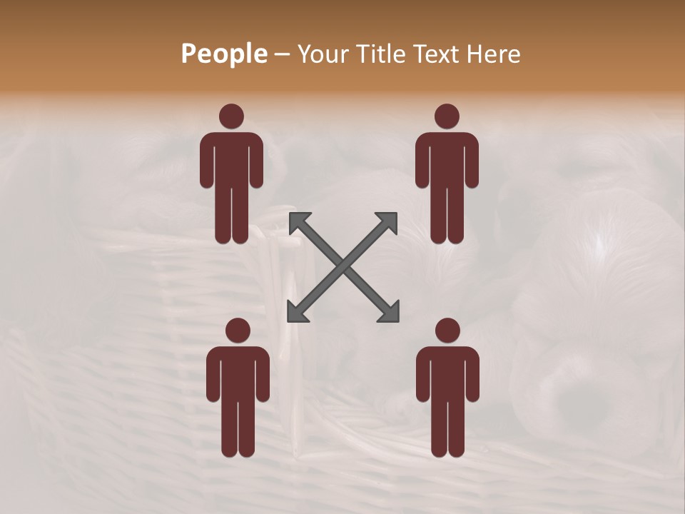 Litter Of American Cocker Spaniel Puppies PowerPoint Template
