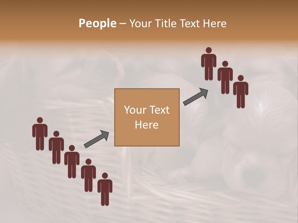 Litter Of American Cocker Spaniel Puppies PowerPoint Template