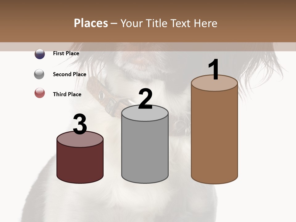 American Water Spaniel PowerPoint Template