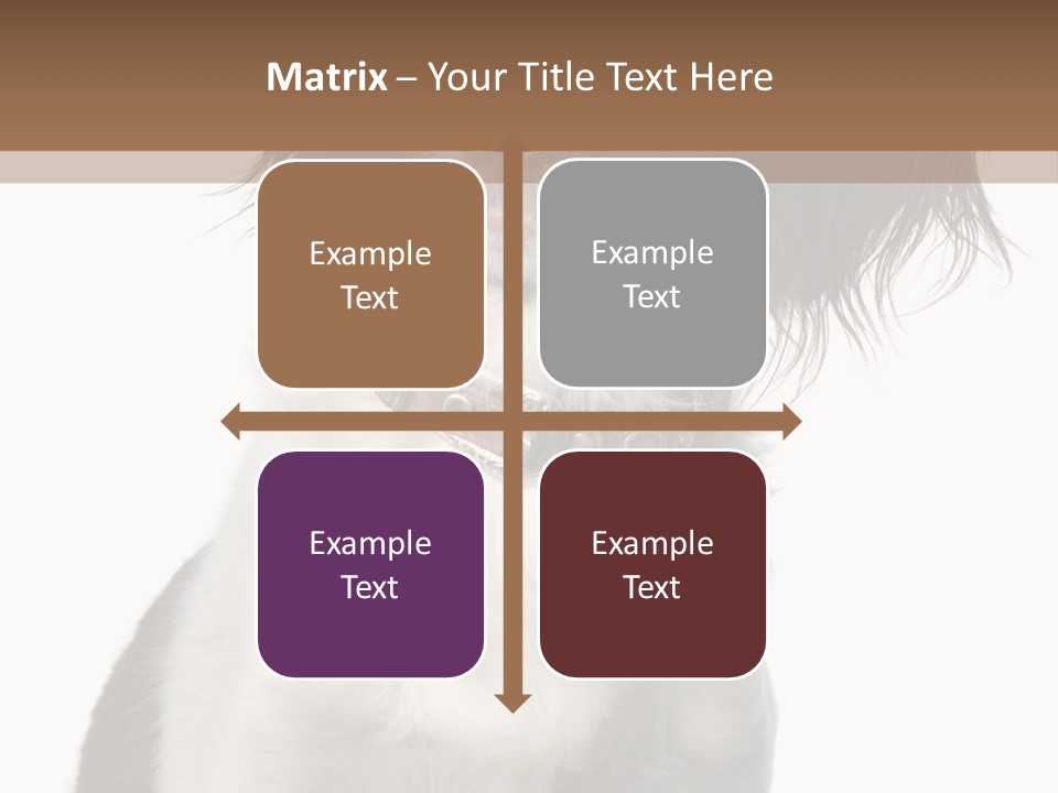 American Water Spaniel PowerPoint Template