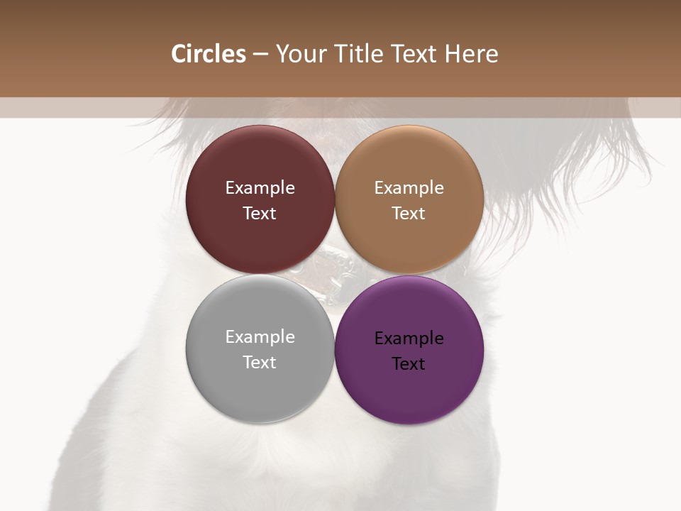 American Water Spaniel PowerPoint Template