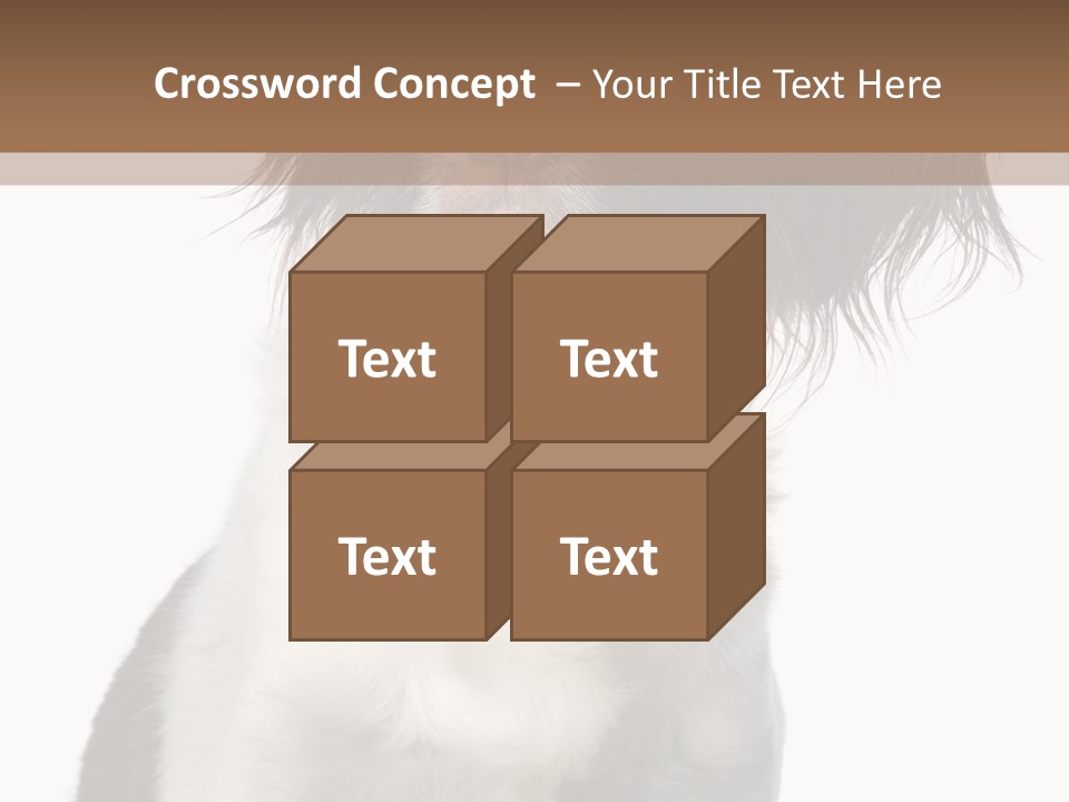 American Water Spaniel PowerPoint Template