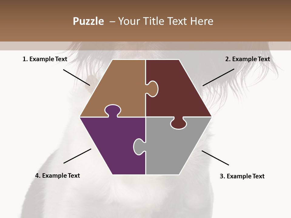 American Water Spaniel PowerPoint Template