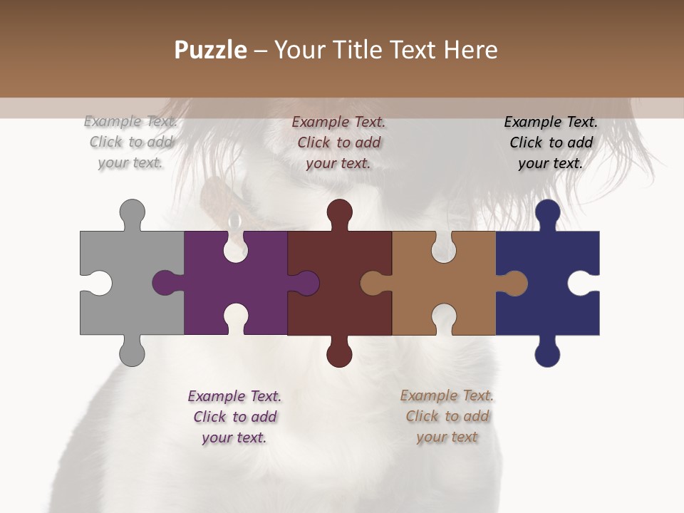 American Water Spaniel PowerPoint Template