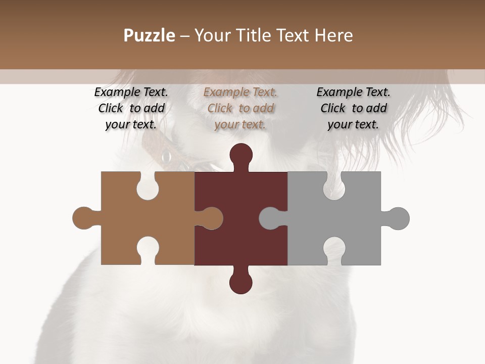 American Water Spaniel PowerPoint Template