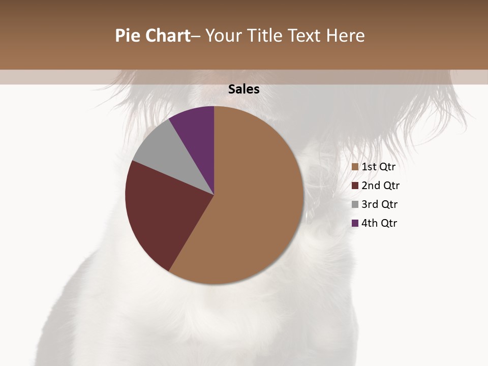American Water Spaniel PowerPoint Template