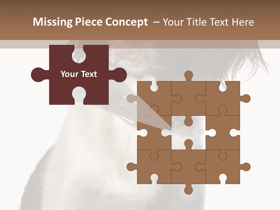 American Water Spaniel PowerPoint Template