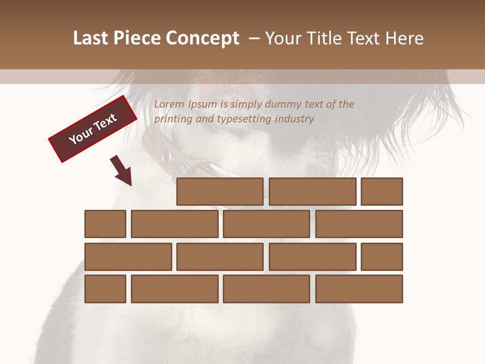 American Water Spaniel PowerPoint Template