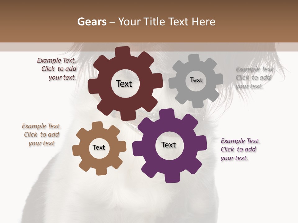 American Water Spaniel PowerPoint Template
