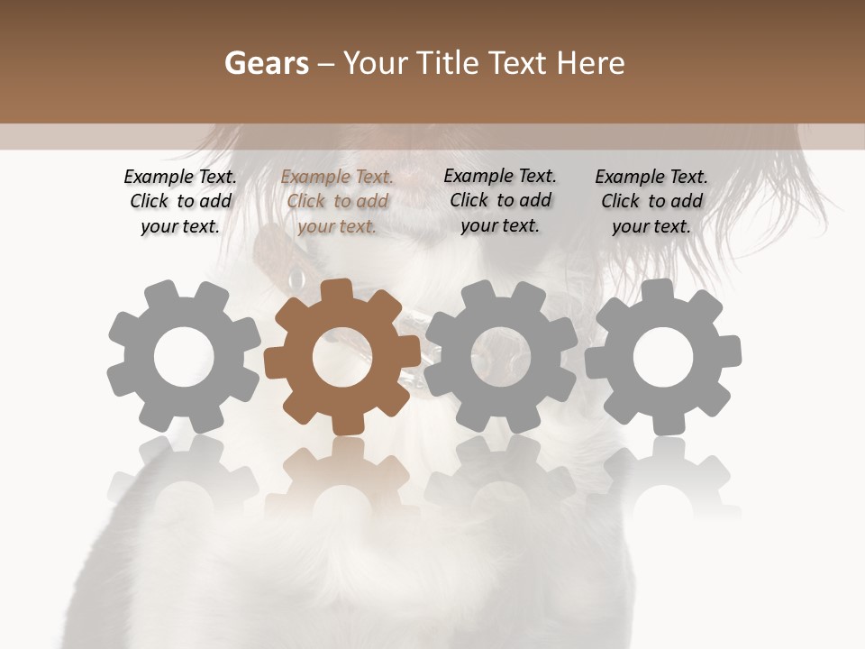 American Water Spaniel PowerPoint Template