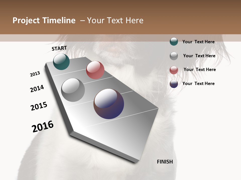 American Water Spaniel PowerPoint Template