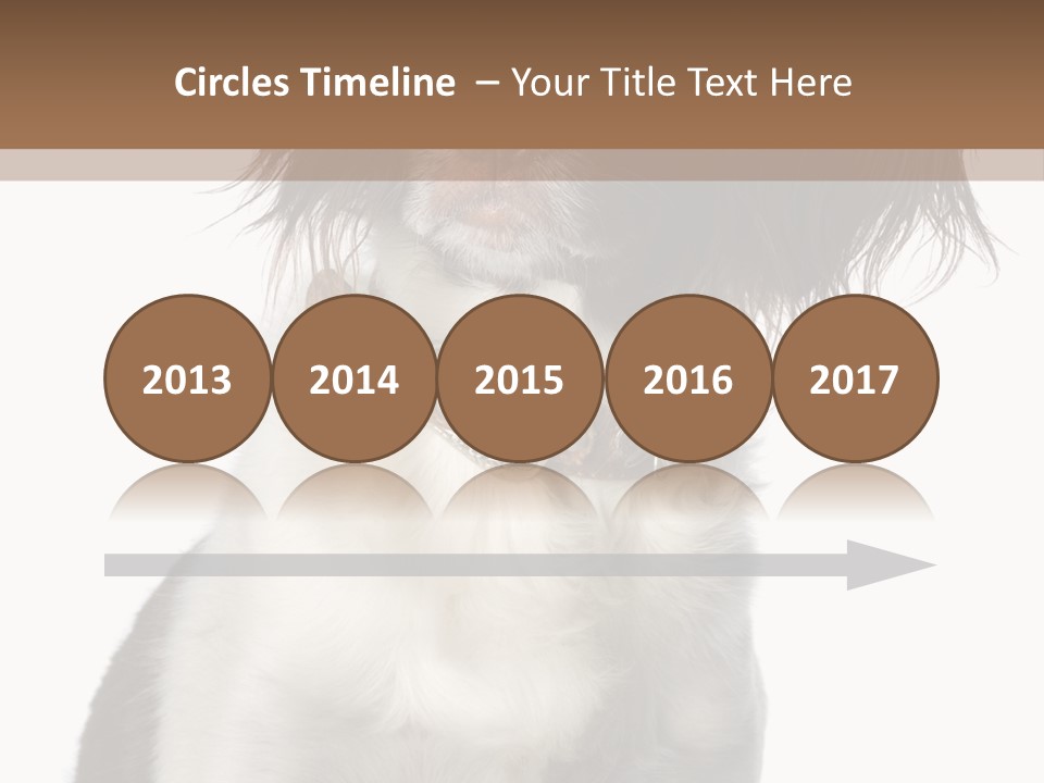 American Water Spaniel PowerPoint Template