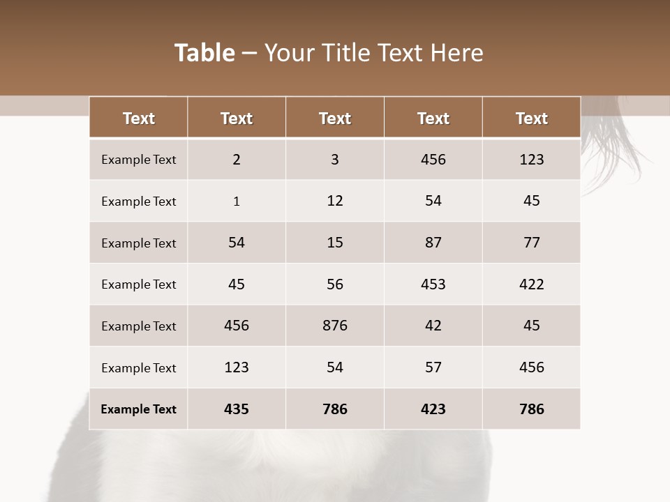 American Water Spaniel PowerPoint Template
