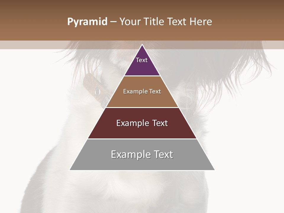 American Water Spaniel PowerPoint Template