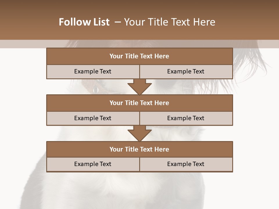 American Water Spaniel PowerPoint Template