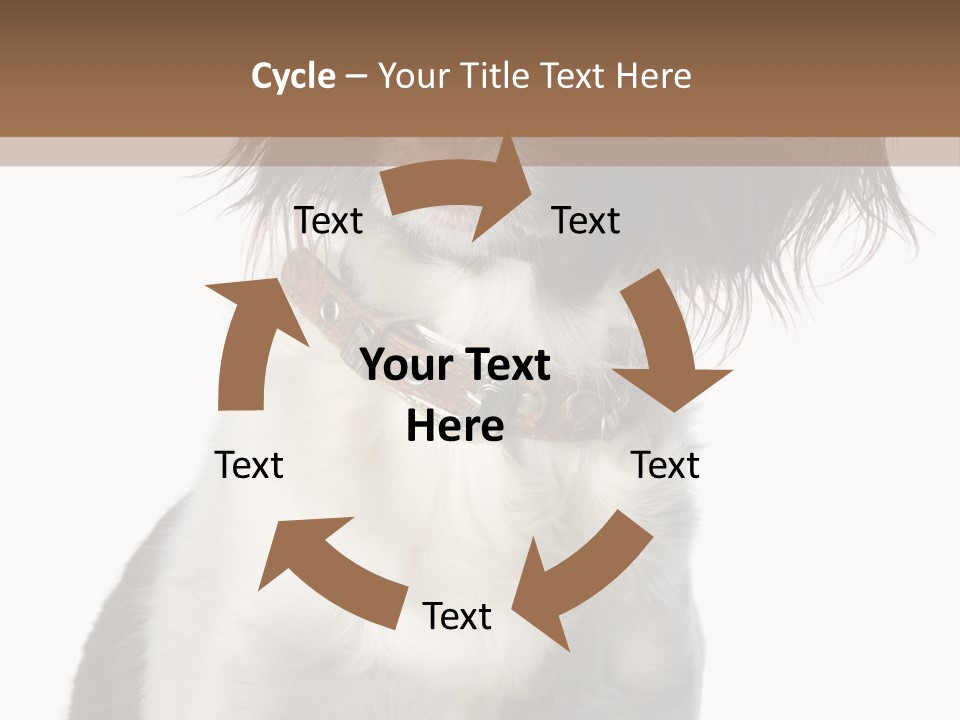 American Water Spaniel PowerPoint Template