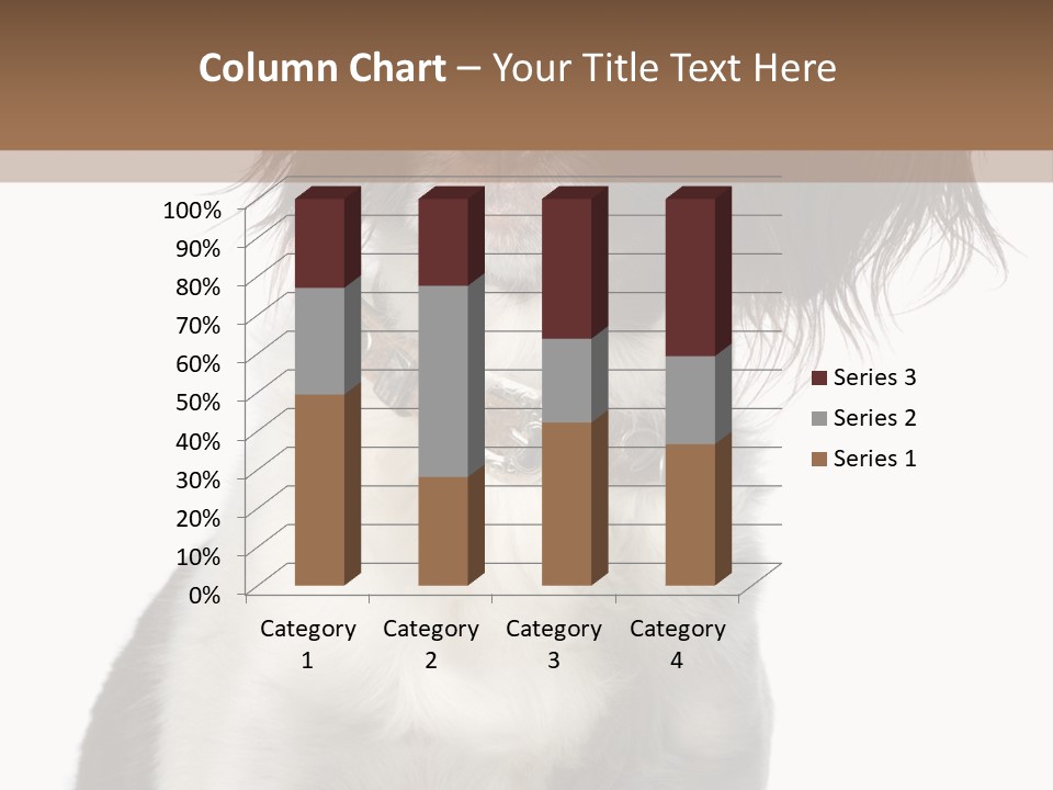American Water Spaniel PowerPoint Template