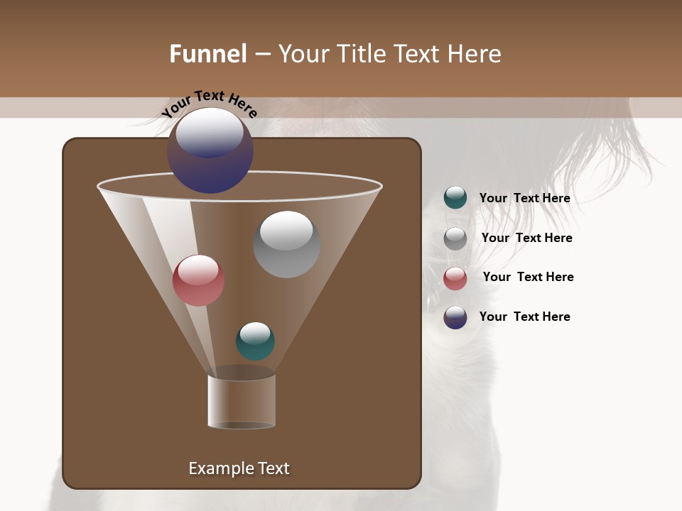 American Water Spaniel PowerPoint Template