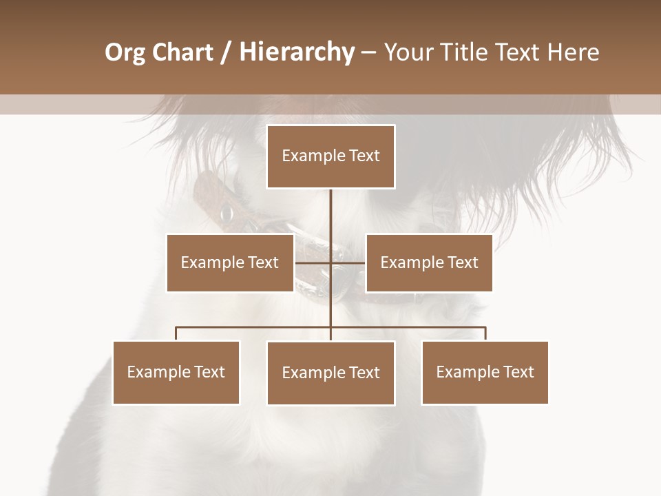 American Water Spaniel PowerPoint Template