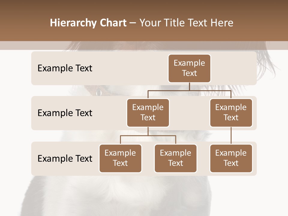 American Water Spaniel PowerPoint Template