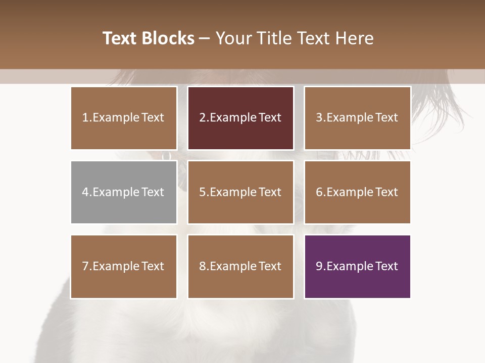 American Water Spaniel PowerPoint Template