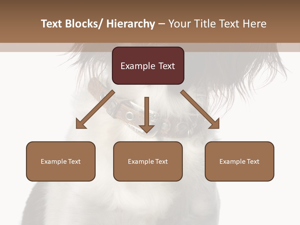 American Water Spaniel PowerPoint Template
