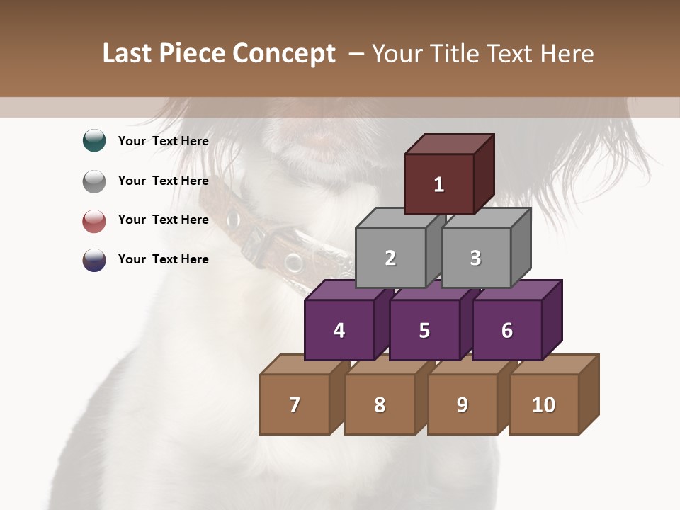 American Water Spaniel PowerPoint Template